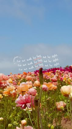 a field full of pink and yellow flowers under a blue sky with words written on it