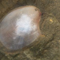 an animal that is laying down on the ground in some water with its head under it's shell