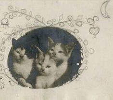 three kittens are sitting together in an old photo with swirly border around them