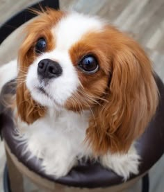 a small brown and white dog sitting on top of a chair