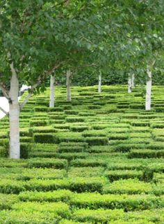 a row of trees in the middle of a maze