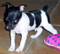 a small black and white dog standing next to a toy