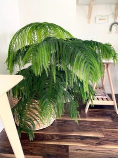 a large green plant sitting on top of a wooden floor