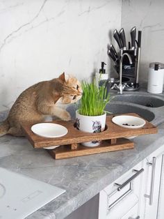 a cat sitting on top of a kitchen counter next to a plant in a bowl