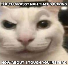 a white cat is looking at the camera and has caption that reads, touch grass? nah that's boring how about i touch you instead