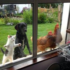 a dog and cat are looking out the window at chickens