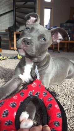 a gray dog laying on top of a red and black stuffed animal toy next to a person's hand