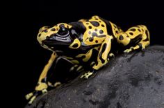 a yellow and black frog sitting on top of a rock