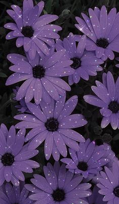 some purple flowers with water droplets on them