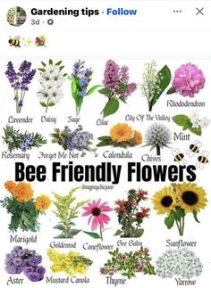 flowers that are in different colors and sizes with the words bee friendly flowers on them