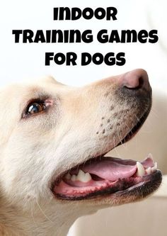 a dog with its mouth open and the words indoor training games for dogs