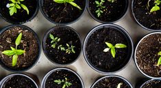 many small plants are growing in black plastic cups with dirt on the bottom and one plant is starting to sprout