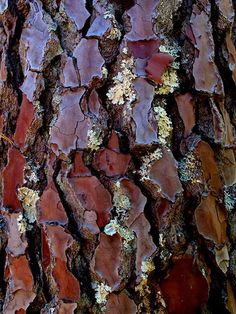 the bark of an old tree is covered with lichens and other colorful moss