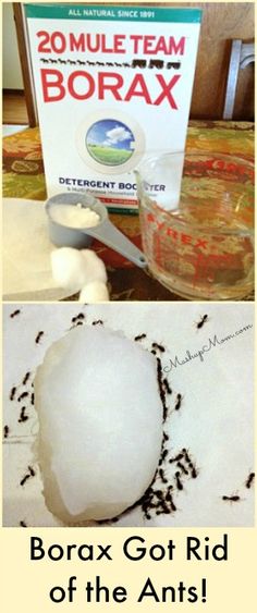 two pictures with the words borax got rid of the ants on them and in front of it