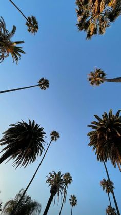 palm trees against a blue sky with no clouds