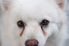 a white dog with brown eyes looking at the camera