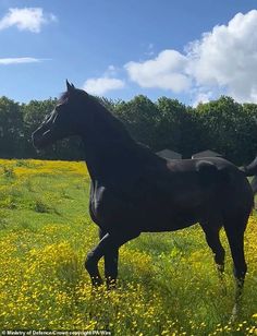 a black horse is standing in the middle of a field with yellow flowers and trees