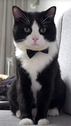 a black and white cat sitting on top of a couch wearing a tuxedo