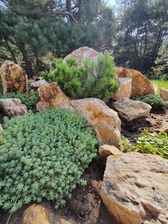 some rocks and plants are in the dirt