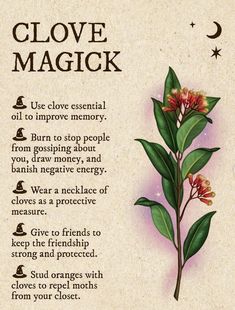 Herbal Witch, Magickal Herbs, Witch Herbs, Witch Rituals, Magia Das Ervas, Witchcraft Spells, Green Witchcraft