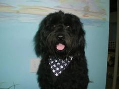 a black dog wearing a bandana sitting in front of a wall