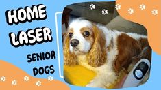 How to Use a Cold Laser at Home for a Senior Dog | Laser Therapy for Senior Dogs - YouTube Senior Dogs, Laser Therapy, Senior Dog, Dexter, Being Used, How To Use, At Home, Dogs