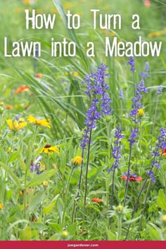 purple flowers and green grass with the words how to turn a lawn into a meadow