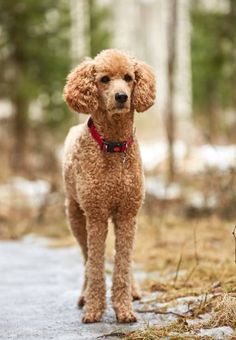 a red poodle standing on a path in the woods