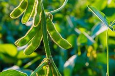 some green beans hanging from a plant in the sun on a sunny day with lots of leaves