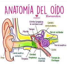 diagram of the anatomy of an ear with captions in spanish and some other words