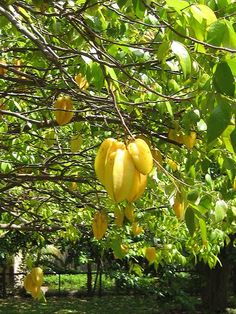 the fruit is hanging from the tree in the yard, and ready to be picked