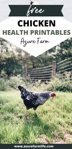 a chicken standing in the grass with text overlay that reads free chicken health printables