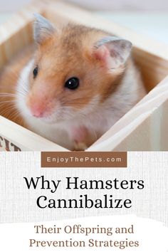 a hamster in a box with the title why hamsters cannibalize