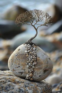 a rock with a tree growing out of it sitting on top of rocks next to the ocean