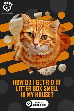 an orange and white cat with the words how do i get rid of litter box smell in my house?