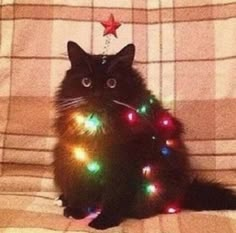 a black cat sitting on top of a couch with christmas lights around it's neck