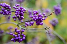 some purple berries are growing on a tree