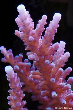 some pink corals are growing out of the seaweed in this aquarium tank,