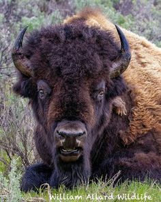 an adult bison laying down in the grass