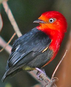 a red and black bird sitting on top of a tree branch