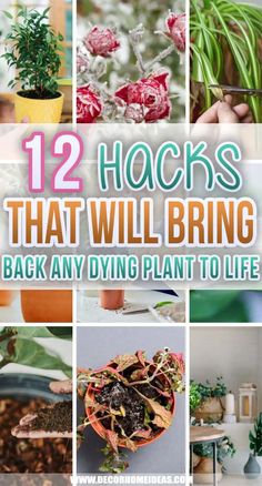 some plants that are in pots with the words 12 hacks that will bring back any dying plant to life