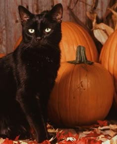 a black cat sitting next to some pumpkins