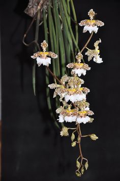 some white flowers are hanging from a branch