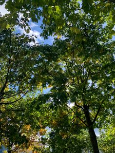 trees are shown in the foreground and blue sky above them, with white clouds overhead