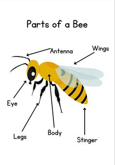 parts of a bee labeled in english