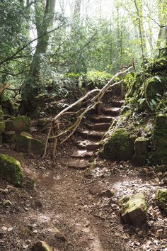 a set of stairs in the woods with mossy rocks and trees on either side