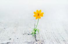 a single yellow flower is growing out of the ground