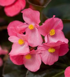 pink flowers with green leaves in the background