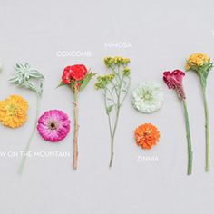 flowers arranged in different colors and sizes on a white background with the names of each flower