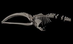 an animal skeleton is shown on a black background with clippings to the side